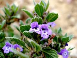 Attēlu rezultāti vaicājumam “Acinos arvensis flower”
