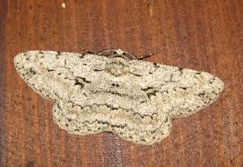 Attēlu rezultāti vaicājumam “Hypomecis roboraria”