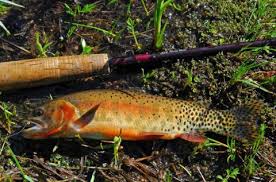 Image result for Oncorhynchus clarkii
