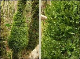 Attēlu rezultāti vaicājumam “Neckera”