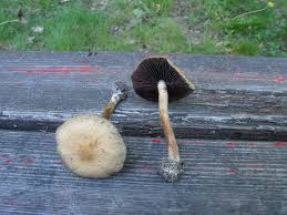 Attēlu rezultāti vaicājumam “Psathyrella lacrymabunda”