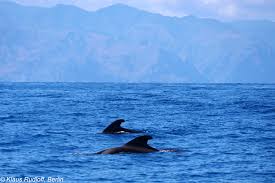 Image result for Globicephala melas