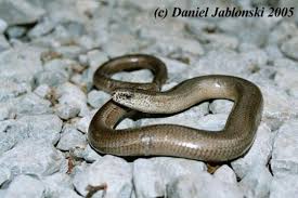 Attēlu rezultāti vaicājumam “Anguis fragilis adult”