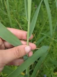 Attēlu rezultāti vaicājumam “Phragmites communis fruit”