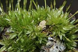 Attēlu rezultāti vaicājumam “Funariales”