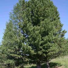 Attēlu rezultāti vaicājumam “Pinus sibirica”