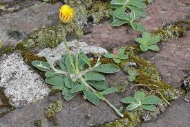 Attēlu rezultāti vaicājumam “Pilosella officinarum leaf”