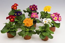 Image result for Primula elatior