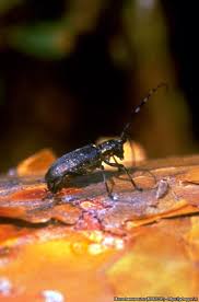 Attēlu rezultāti vaicājumam “Monochamus sutor”