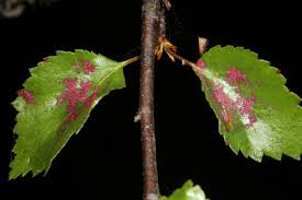 Attēlu rezultāti vaicājumam “Acalitus longisetosus”