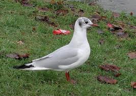Attēlu rezultāti vaicājumam “Larus ridibundus eggs”