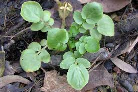 Image result for Rorippa nasturtium-aquaticum