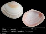 Attēlu rezultāti vaicājumam “Macoma baltica”