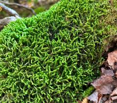 Attēlu rezultāti vaicājumam “Neckera pennata sporophyte”