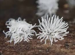 Attēlu rezultāti vaicājumam “Ceratiomyxa fruticulosa spores”