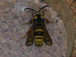 Attēlu rezultāti vaicājumam “Sesia apiformis”