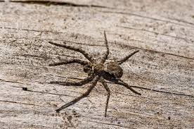 Attēlu rezultāti vaicājumam “Philodromus margaritatus”