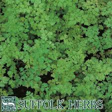 Image result for Anthriscus cerefolium