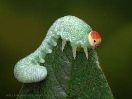 Attēlu rezultāti vaicājumam “Trichiosoma larva”