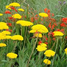 Image result for Achillea filipendulina