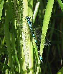 Attēlu rezultāti vaicājumam “Coenagrion pulchellum male”