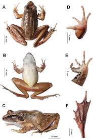 Attēlu rezultāti vaicājumam “Ranidae”