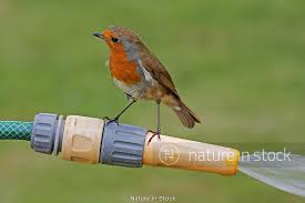 Attēlu rezultāti vaicājumam “Erithacus rubecula adult”