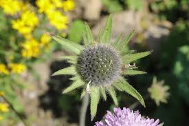 Attēlu rezultāti vaicājumam “Dipsacaceae”