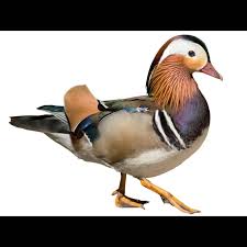 Attēlu rezultāti vaicājumam “Aix galericulata male”