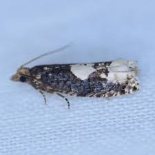 Attēlu rezultāti vaicājumam “Epinotia trigonella”