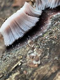 Attēlu rezultāti vaicājumam “Willkommlangea reticulata young”