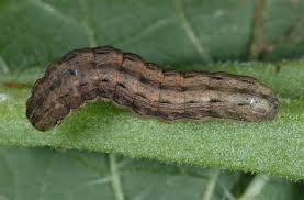 Attēlu rezultāti vaicājumam “Noctua pronuba”