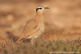 Image result for Cursorius cursor