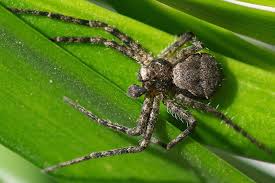 Attēlu rezultāti vaicājumam “Philodromus margaritatus”