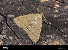 Attēlu rezultāti vaicājumam “Zanclognatha tarsipennalis”