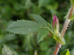 Attēlu rezultāti vaicājumam “Ononis arvensis”