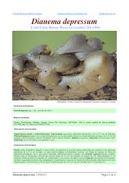 Attēlu rezultāti vaicājumam “Dianema depressum macro”