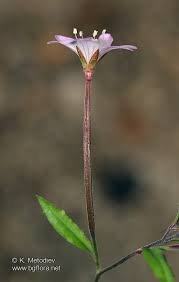 Attēlu rezultāti vaicājumam “Epilobium montanum flower”