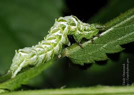 Attēlu rezultāti vaicājumam “Abrostola triplasia”