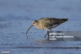 Attēlu rezultāti vaicājumam “Numenius arquata adult”