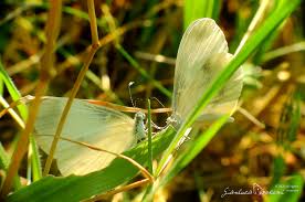 Attēlu rezultāti vaicājumam “Leptidea sinapis underside”