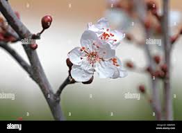 Attēlu rezultāti vaicājumam “Cerasus bud”