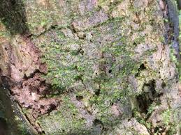 Attēlu rezultāti vaicājumam “Plagiothecium latebricola”