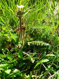 Attēlu rezultāti vaicājumam “Saxifraga granulata leaf”