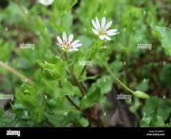 Attēlu rezultāti vaicājumam “Stellaria nemorum bud”