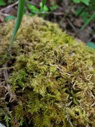 Attēlu rezultāti vaicājumam “Thuidium recognitum”