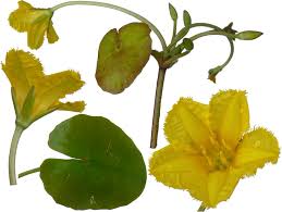 Attēlu rezultāti vaicājumam “Menyanthes trifoliata fruit”