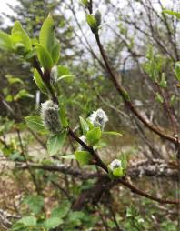 Attēlu rezultāti vaicājumam “Salix myrsinifolia”