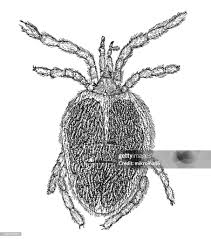 Attēlu rezultāti vaicājumam “Trombidiidae”