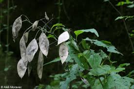 Attēlu rezultāti vaicājumam “Lunaria rediviva leaf”